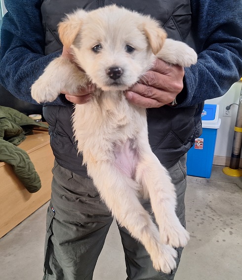 보호중 믹스견의 가…